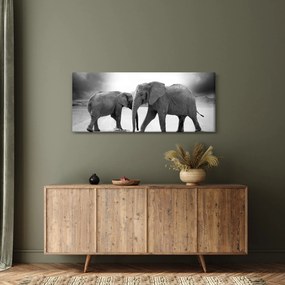 Obraz - čiernobiele slony (120x50 cm)
