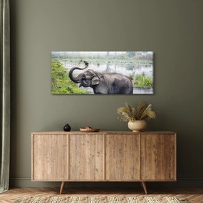Obraz - Kúpajúci sa slon (120x50 cm)