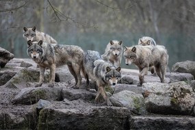 Plagát, Obraz - Wolf - Grey Wolves