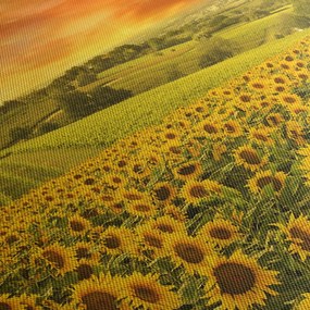 Obraz - Slnečnicové pole (90x60 cm)