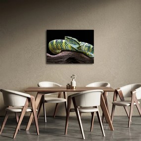 Obraz - Štrkáč Waglerov (70x50 cm)