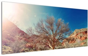 Obraz stromu v púšti (120x50 cm)
