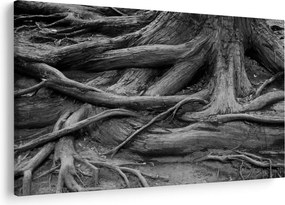 Obraz - Korene stromu (90x60 cm)