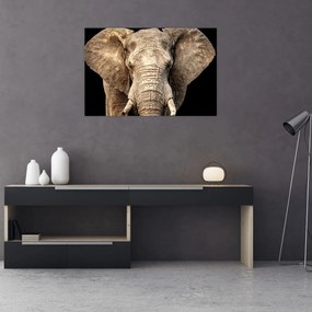 Obraz - Slon africký (90x60 cm)