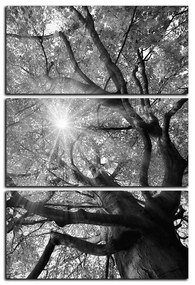 Obraz na plátne - Slnko cez vetvi stromu - obdĺžnik 7240QB (120x80 cm)