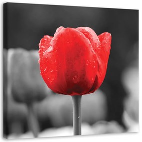 Obraz na plátně Květy červených tulipánů - 30x30 cm