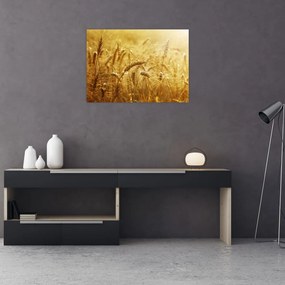 Obraz - Klasy obilia (70x50 cm)