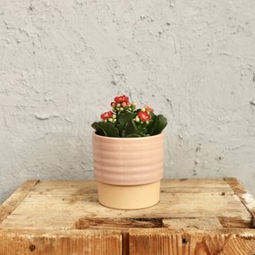Kalanchoe Grandiva červené