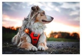 LED svetlo na obojok Amber – Orbiloc