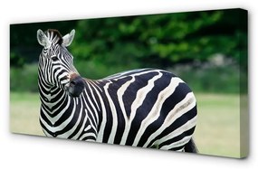 Obraz na plátne Zebra box 125x50 cm
