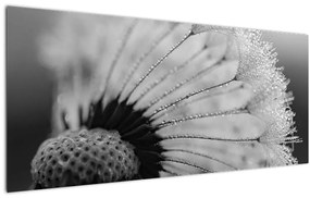 Obraz púpavy - čiernobiely (120x50 cm)