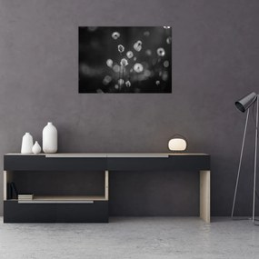 Sklenený obraz - Cottongrass na lúke (70x50 cm)