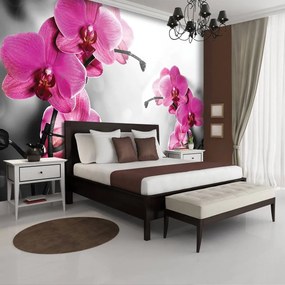 Fototapeta - Orchidey (152,5x104 cm)