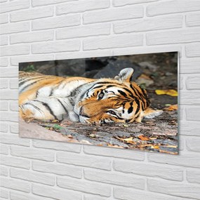 Obraz na akrylátovom skle Ležiace tiger 100x50 cm