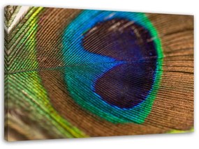 Obraz na plátně Ptačí pírko Peacock - 90x60 cm
