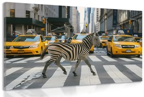 Obraz zebra v New Yorku