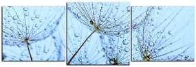 Obraz na plátne - Pampeliškové semienka s kvapkami vody - panoráma 5202D (120x40 cm)