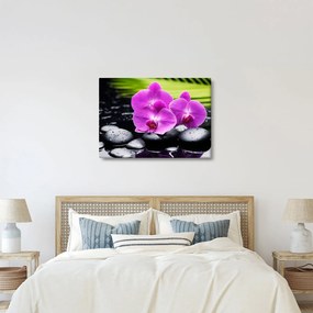 Obraz - Orchidey (70x50 cm)