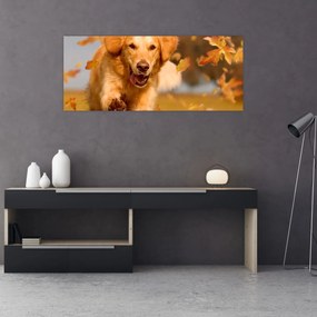 Obraz - Zlatý retriever (120x50 cm)