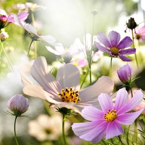 XXXLutz SKLENENÝ OBRAZ, kvety, 30/30 cm Monee - Obrazy - 0050900132