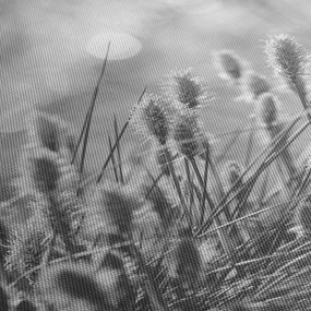 Obraz - Béžová soft grass N⁰1 (120x50 cm)