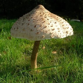 Zaparkorun Sadba húb - bedľa vysoká