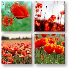 Obraz na stenu Meadow of poppy poppies | rôzne rozmery