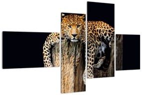 Leopard, obraz