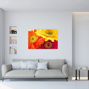 Obraz - Kvety Gerbery (90x60 cm)