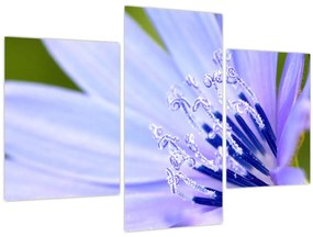 Obraz - kvet (90x60 cm)