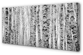 Obraz canvas Čierna a biela breza 125x50 cm