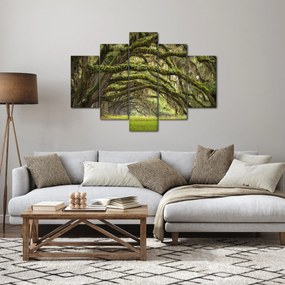 Obraz - Oaks Avenue, Charleston, Južná Karolína, USA (150x105 cm)