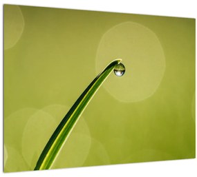 Obraz kvapky vody na tráve (70x50 cm)