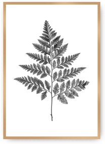 Plagát Fern Grey