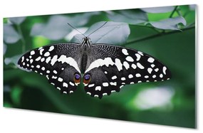Obraz na akrylátovom skle Farebný motýľ lístia 100x50 cm