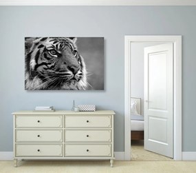 Obraz bengálsky tiger v čiernobielom prevedení Varianta: 120x80