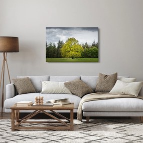 Obraz zeleného stromu uprostred poľa (90x60 cm)