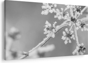 Obraz - Zamrznutá rastlina (90x60 cm)