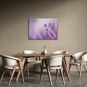 Obraz - Fialové motýliky (70x50 cm)