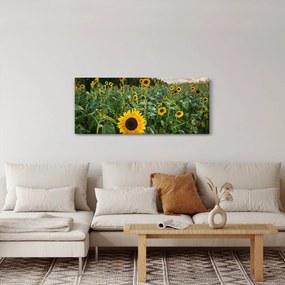 Obraz - Slnečnicové pole II. (120x50 cm)