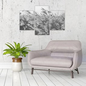 Obraz - Tráva vo vetre (90x60 cm)