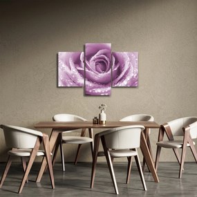 Obraz detailu kvetu ruže (90x60 cm)