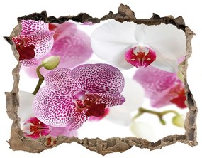 Fototapeta nálepka na zeď Nástenné maľby orchidea nd-k-107506962