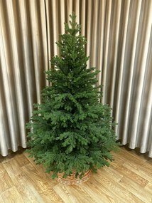 Smrek Tirolský 3D- 200cm