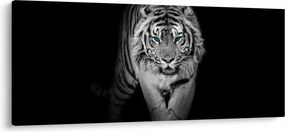 Obraz - Tiger s modrými očami (120x50 cm)