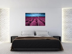 Levanduľové polia - obraz