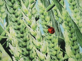 Obliečky z mikrovlákna POSANA zelené Rozmer obliečky: 2 ks 70 x 80 cm | 160 x 200 cm