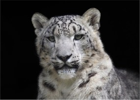 Obraz - Leopard snežný (70x50 cm)