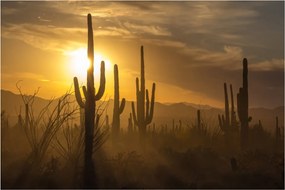 Obraz - Kaktusy Saguaro (90x60 cm)