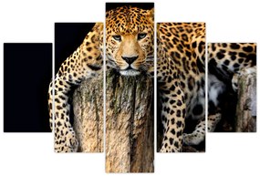 Obraz - Gepard (150x105 cm)